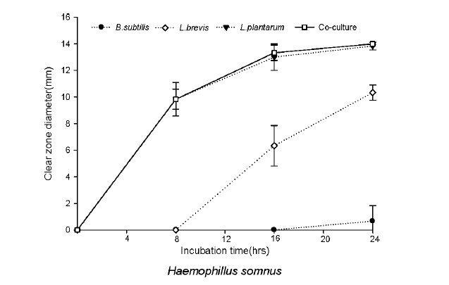 Antibacterial activity for Haemopillus somnus during the coculture fermentation.