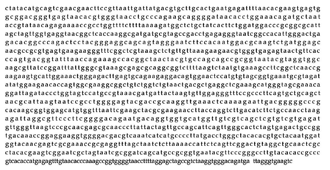 16S rDNA sequence of Pediococcus acid ih ctici BBG LI.