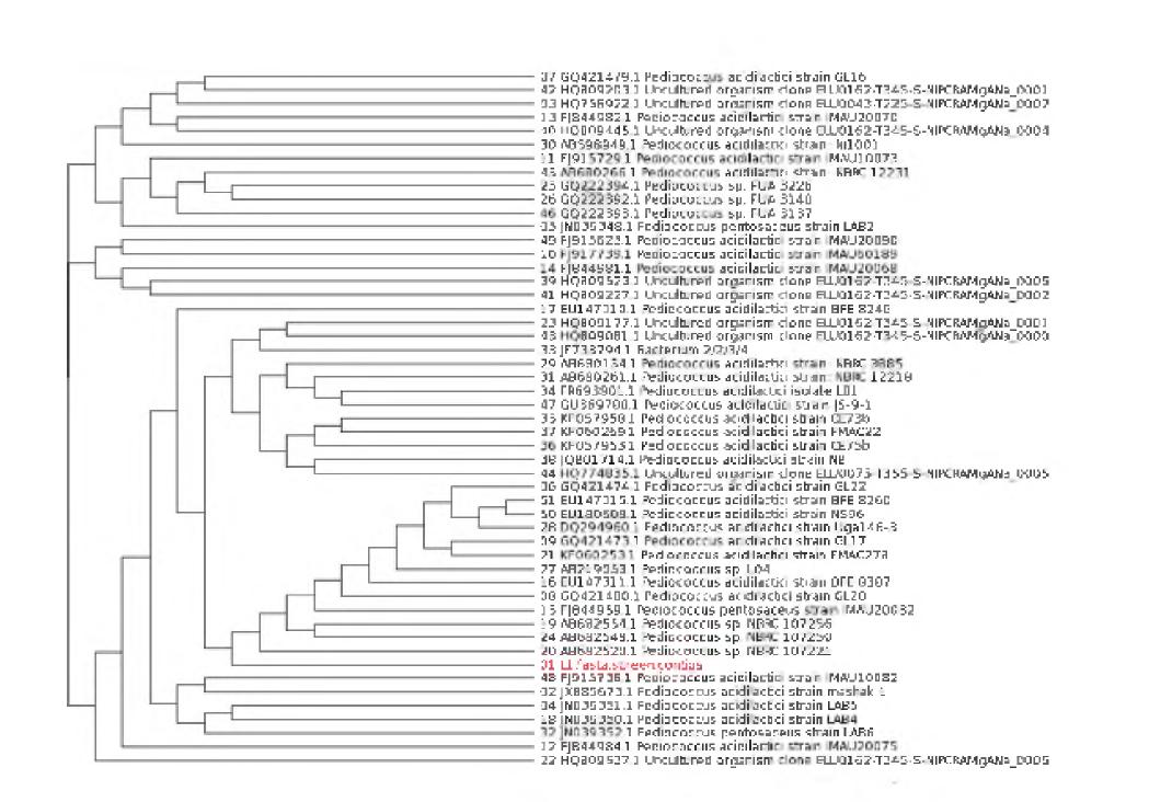 Phylogenetic tree for bacteria strain of Pediococcus acidilactict BBG LI.