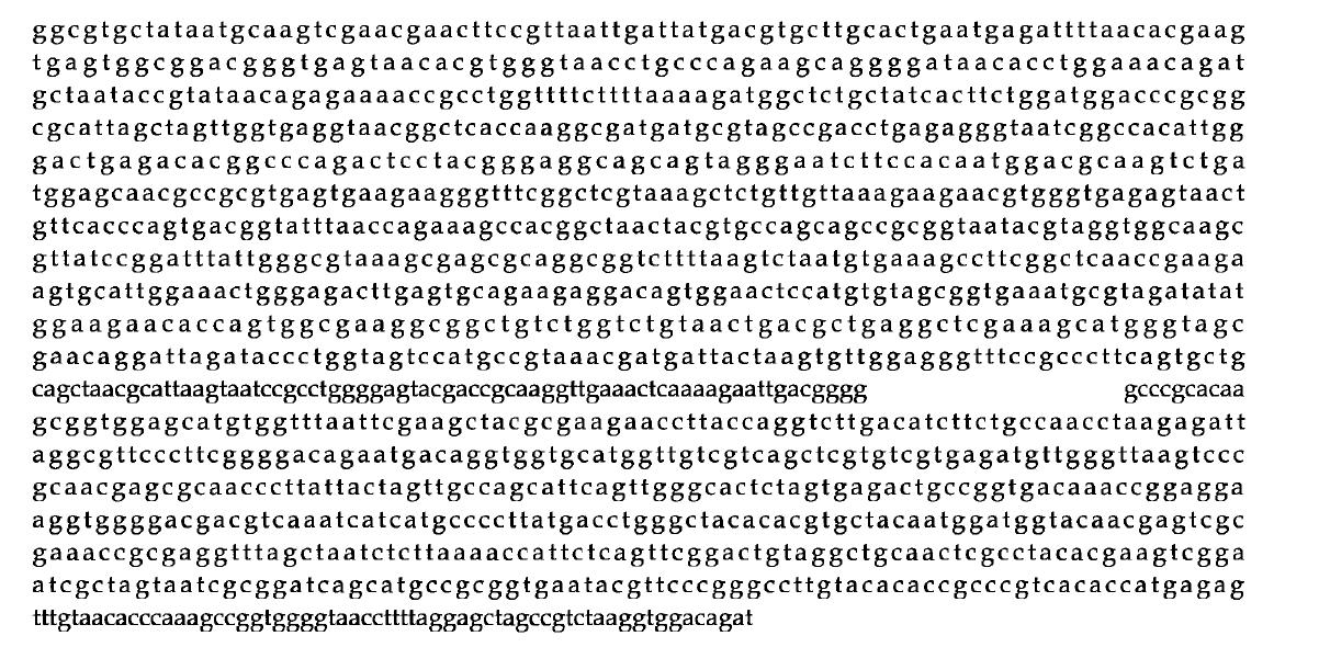 16S rDNA sequence of Pediococcus pentosaceus BBG L29.