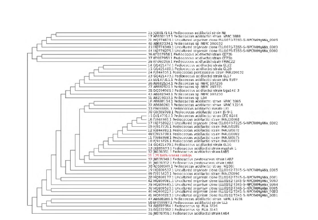 Phylogenetic tree for bacteria strain of Pediococcus pentosaceus BBG L29.