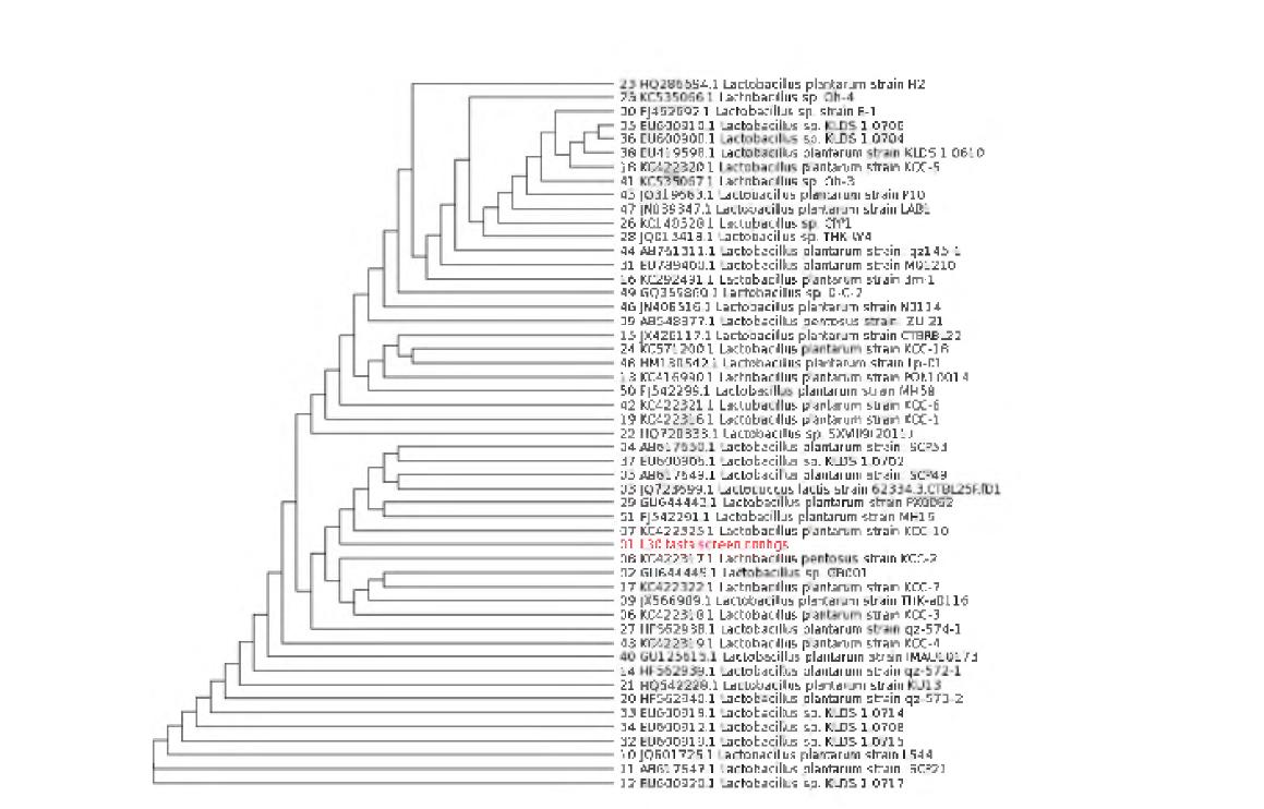 Phylogenetic tree for bacteria strain of Lactobacillus plantarum BBG L30.