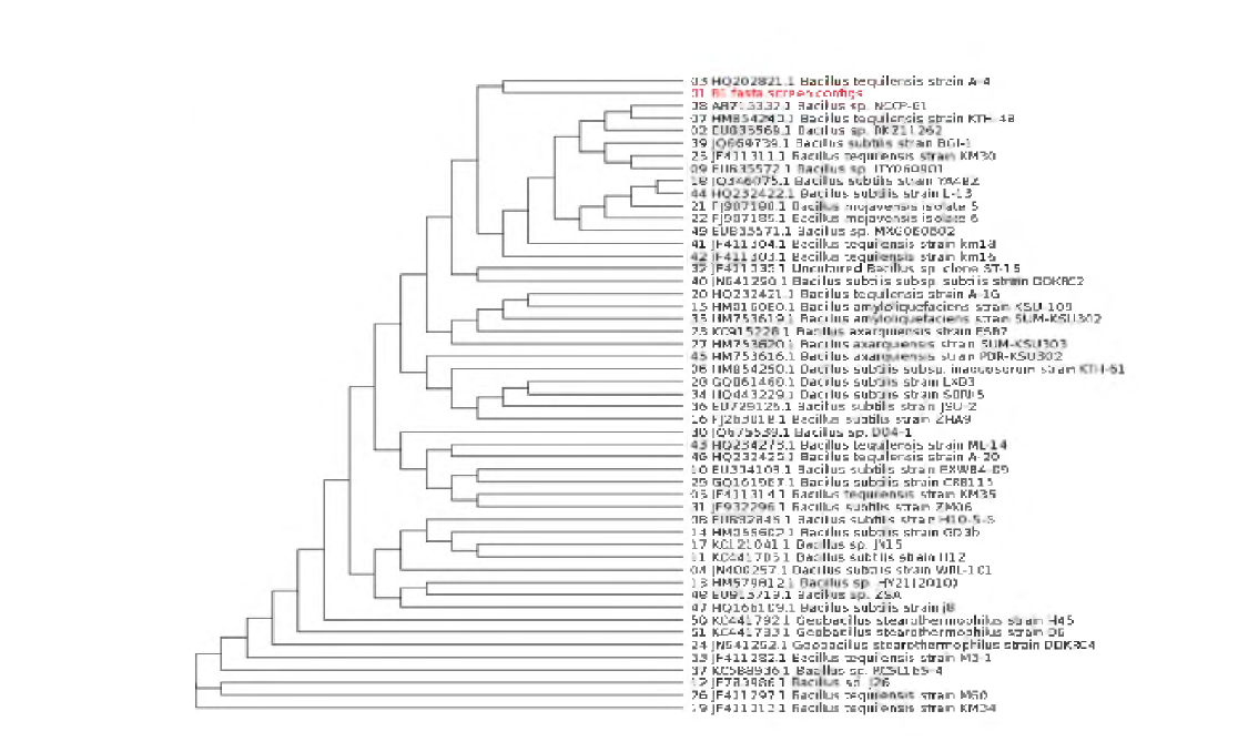 Phylogenetic tree for bacteria strain of Bacillus tequilensis BBG Bl.