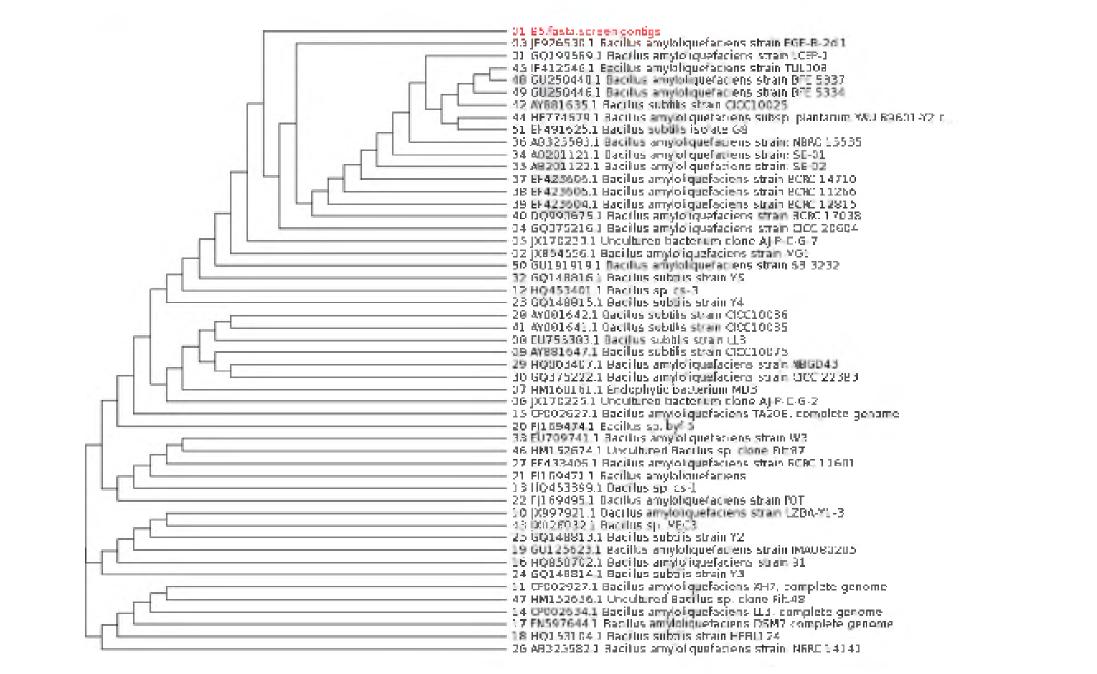 Phylogenetic tree for bacteria strain of Bacillus amyloliquefaciens BBG B5.