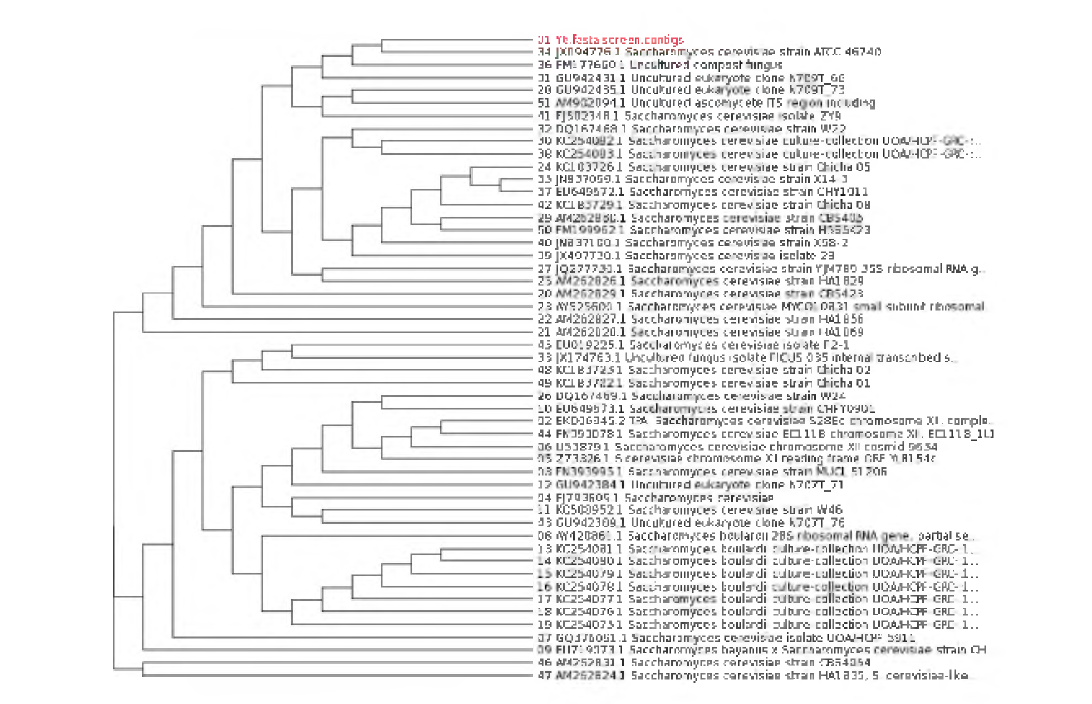 Phylogenetic tree for bacteria strain of Saccharomyces cerevtstae BBG Y6.