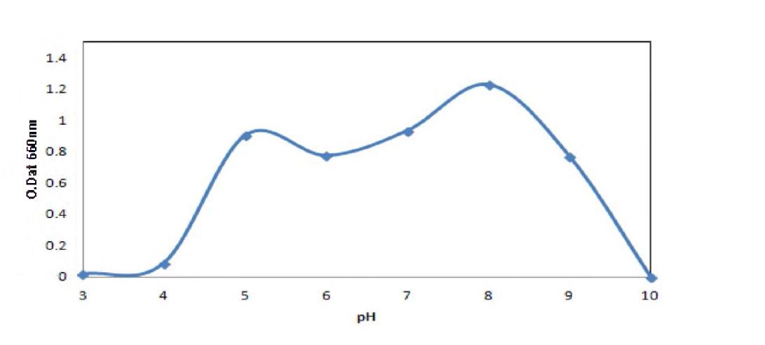 Effect of pH to the growth of Bacillus (m tyMujuefaciens BBG B5.