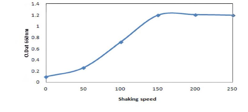 Effect of shaking speed to the growth of Bacillus amylolujuefaciens BBG B5.