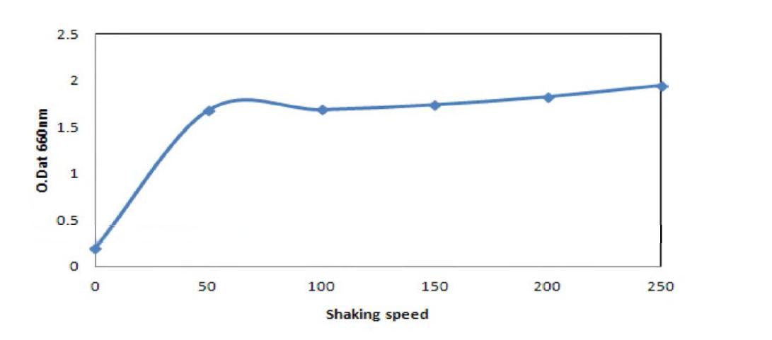 Effect of shaking speed to the growth of Saccharomyces cerevisiase BBG Y6.