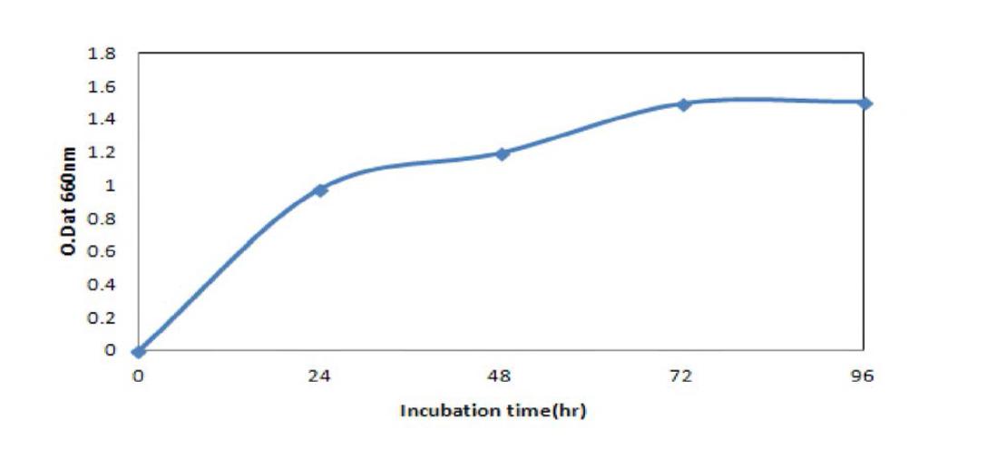 Effect of incubation time to the growth of Saccharomyces cerevisiase BBG Y6.