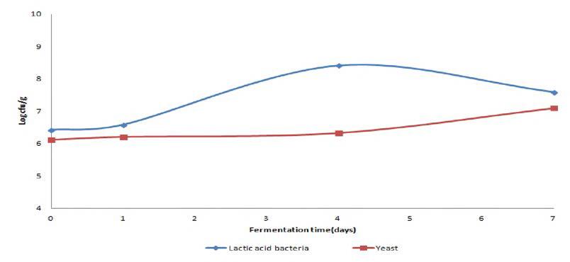 Viable cell change of Lactic acid bacteria and Yeast by fermentation time.