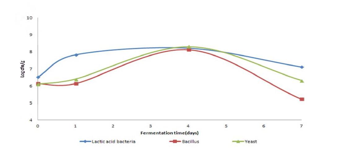 Viable cell change of Lactic acid bacteria, Bacillus and Yeast by fermentation time.