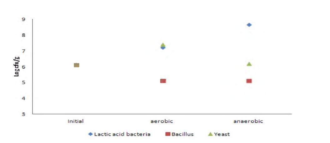 Viable cell change bv condition for rermentation(Lactic acia bacteria, Bacillus ana Yeast).