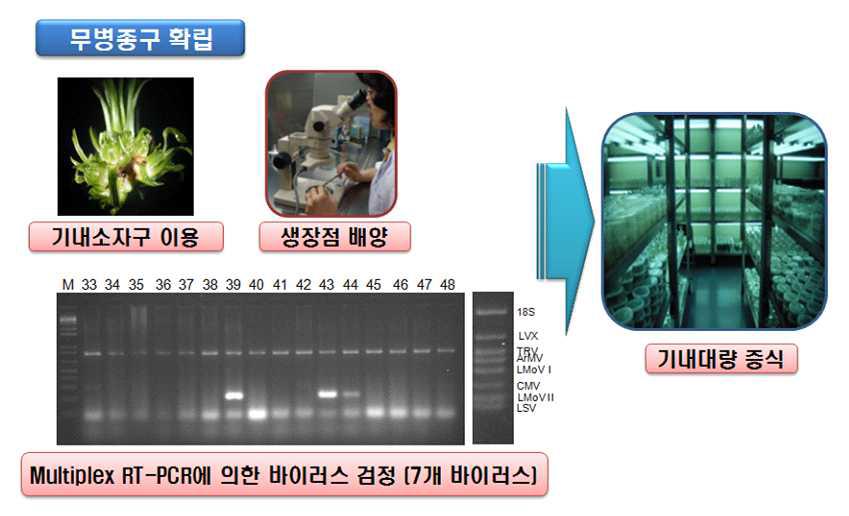 나리 바이러스 무병주 생산 과정