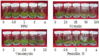 배지 내 첨가된 항균제 종류 및 농도별 노스랜드 품종의 기내 배양묘 생육 비교