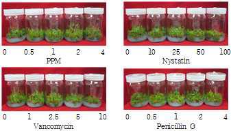 배지 내 첨가된 항균제 종류 및 농도별 스파르탄 품종의 기내 배양묘 생육 비교