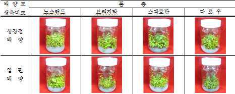 블루베리 배양방법별 배양묘 생육 비교(배양 12개월)