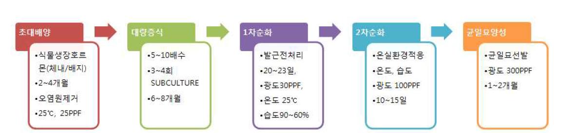 블루베리 대량생산 체계도