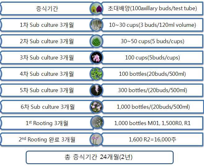 팔레놉시스 100개의 화경액아를 이용한 증식 모식도