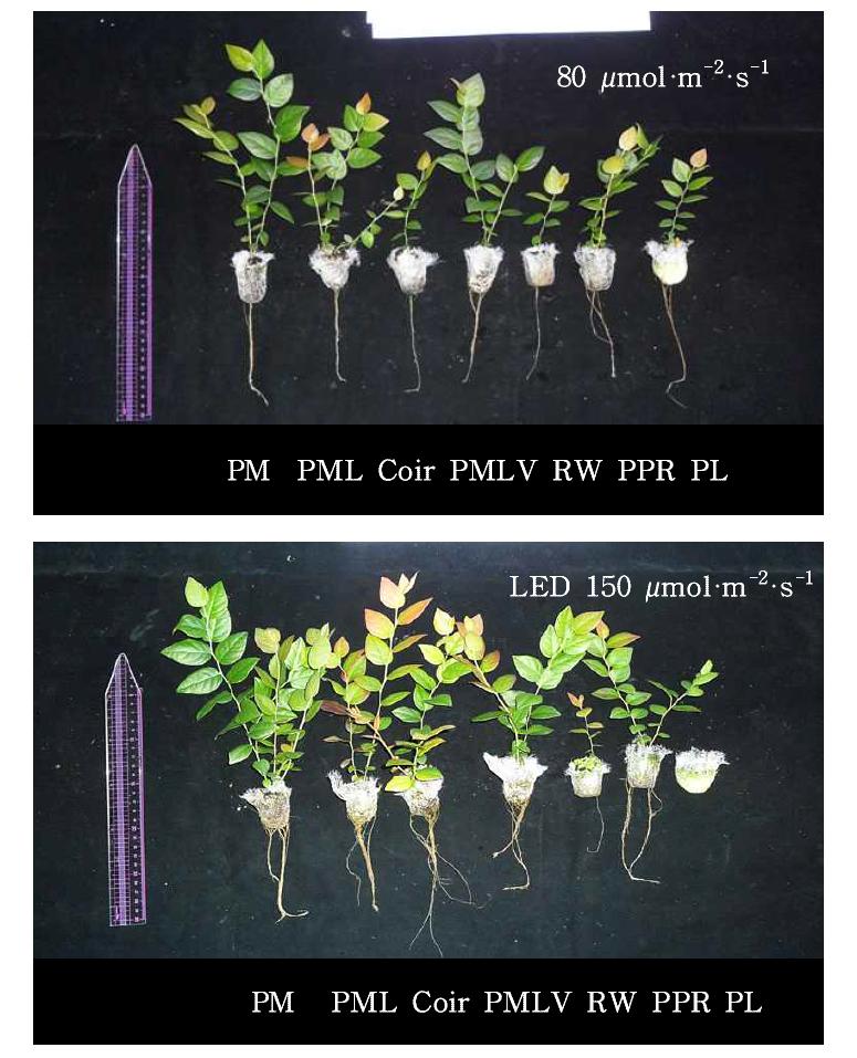 LED(R:B=6:4) 광원과 배지 종류에 따른 블루베리 생육 (처리 106일)
