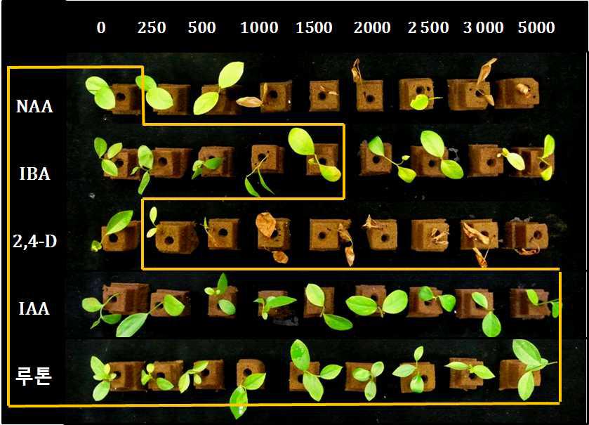 PUR 배지에서 호르몬 종류와 농도에 따른 삽목 블루베리 모습 (처리 50일)
