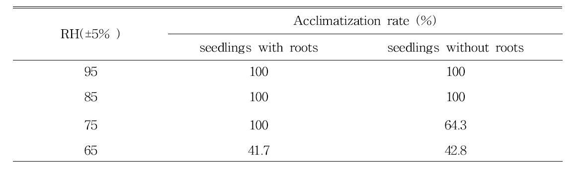 순화 습도 조건별 기내에서 조직배양된 고구마묘의 유근 묘(seedlings with roots)와 무근 묘(seedlings without roots)의 처리 22일 째 순화율