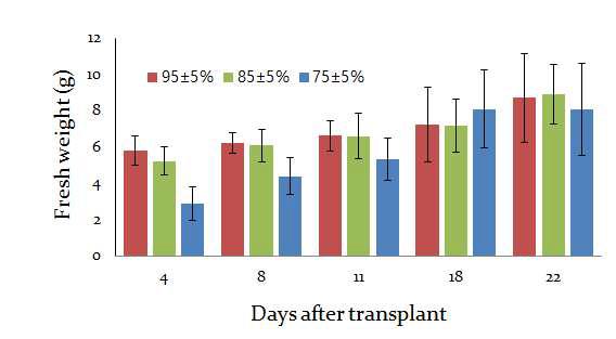 기내에서 조직배양된 고구마묘의 기외로 이식 후 (days after transplant) 순화 초기 습도별 무근 묘(seedlings w/o roots)의 생체중