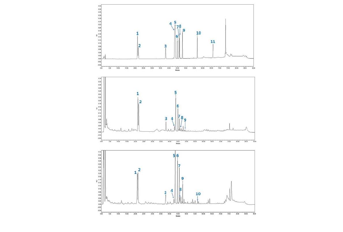 표준품 11종 및 백삼, 홍삼의 HPLC를 이용한 ginsenoside 크로마토그람.