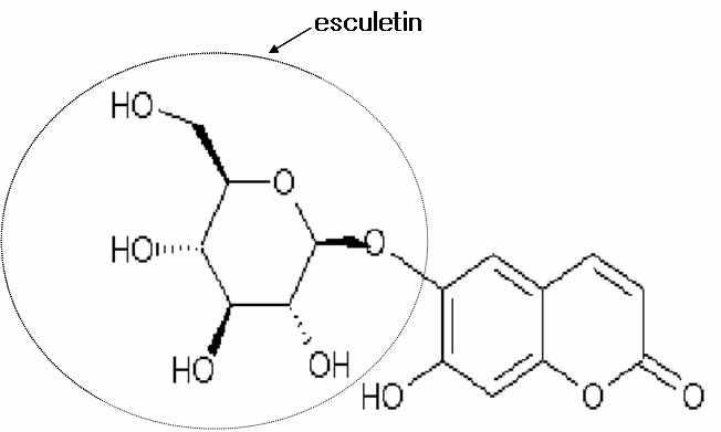 Esculin과 esculetin의 구조