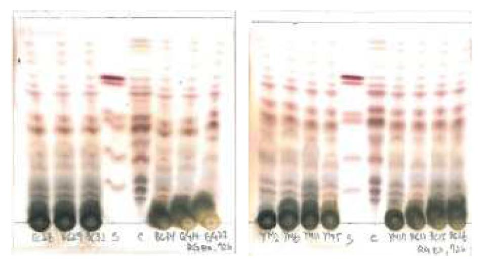 유산균과 홍삼농축액과 반응 TLC