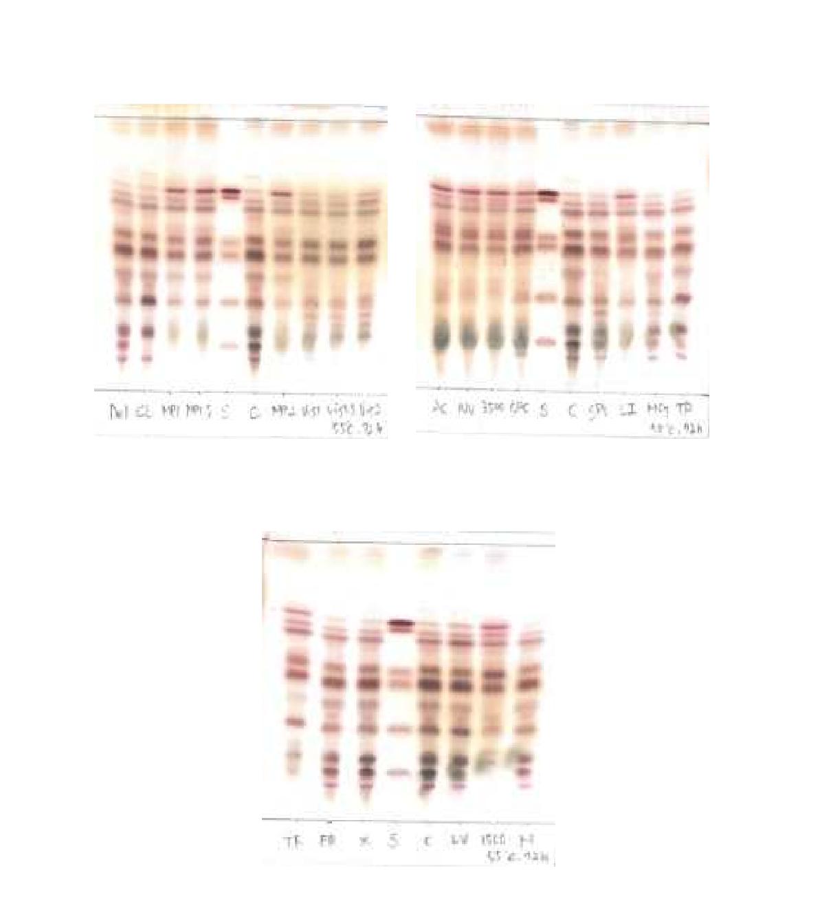 Enzyme별 홍삼농축액과의 72h 반응을 통한 TLC 분석