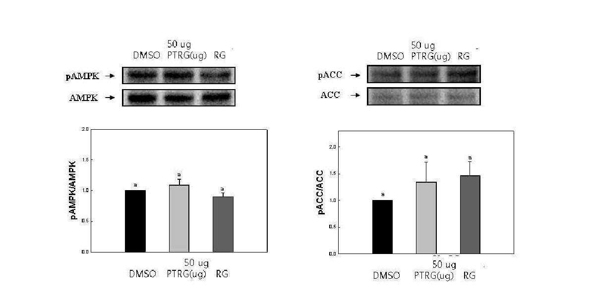 Effect of PTRG and RG on the phosphorylation of AMPK (A) and ACC (B).