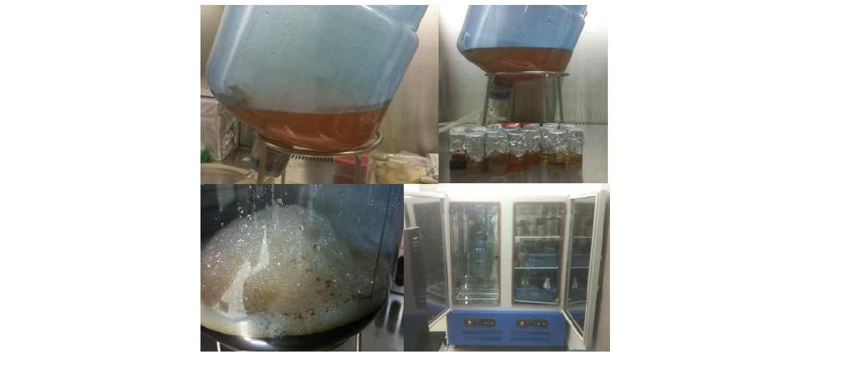 Mass culture of lactic acid bacteria using bioreactor