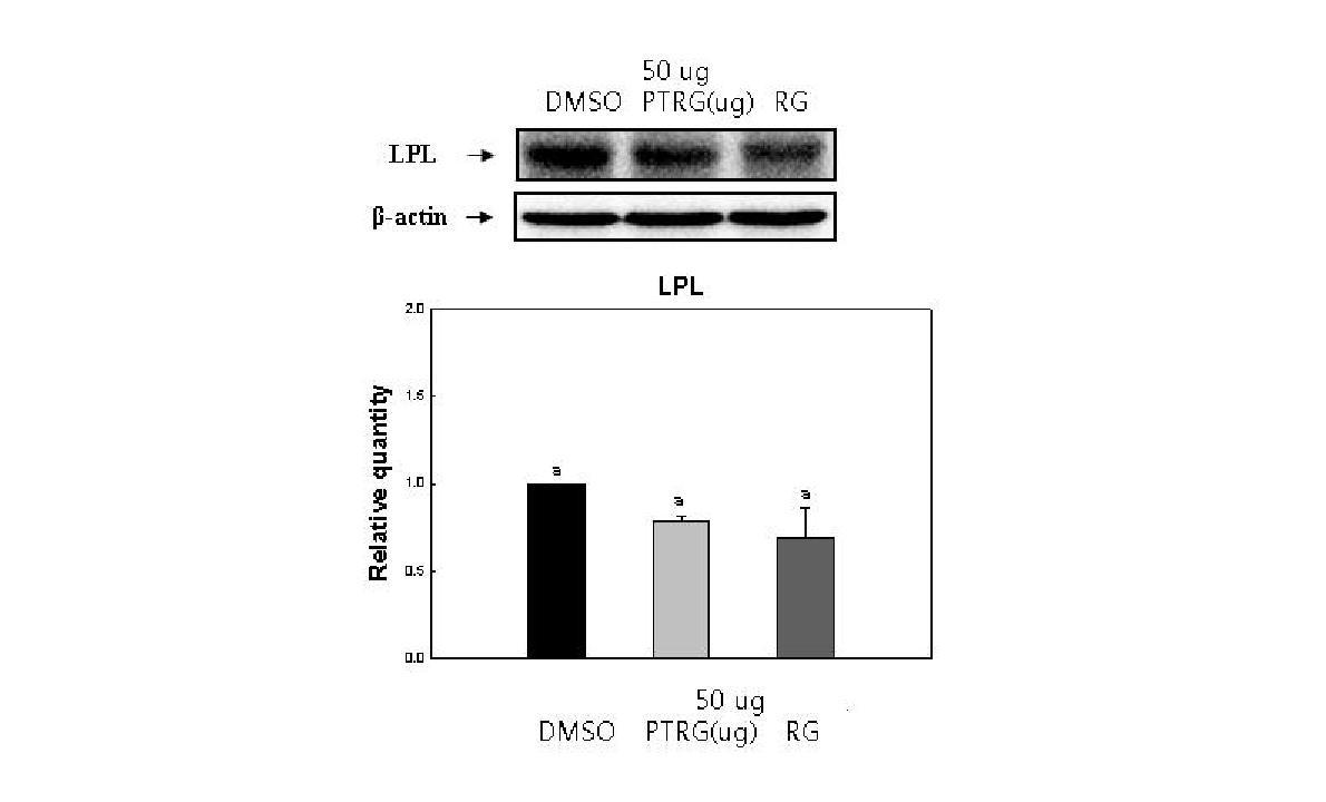 Effect of PTRG and RG on the protein expression level of LPL.
