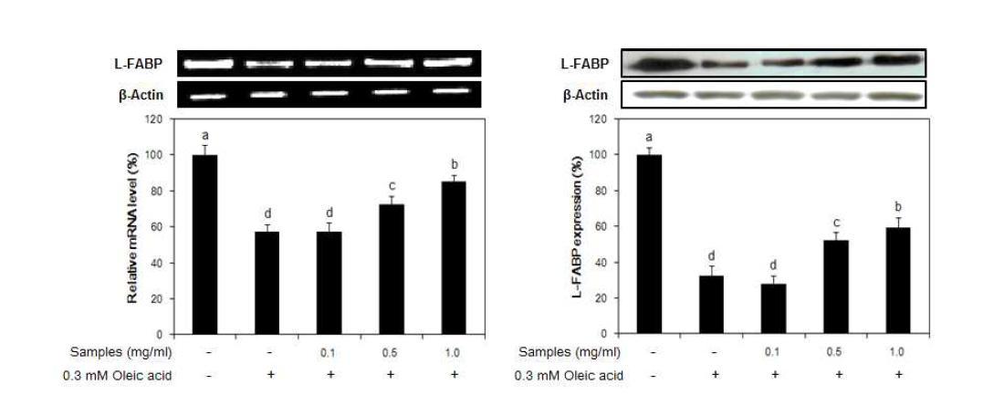 Effect of fermented liquid garlic(GF) on the expression of L-FABP mRNA and protein in oleic acid-induced hepatic steatosis model system using HepG2 cells.
