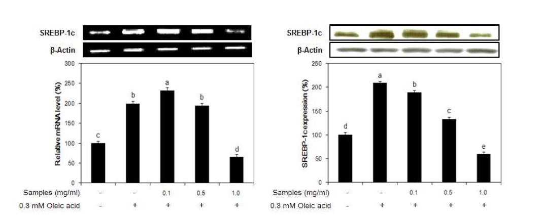 Effect of fermented liquid garlic(GF) on the expression of SREBP-1c mRNA and protein in oleic acid-induced hepatic steatosis model system using HepG2 cells.