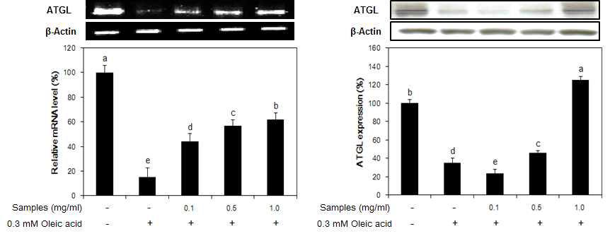 Effect of fermented liquid garlic(GF) on the expression of ATGL mRNA and protein in oleic acid-induced hepatic steatosis model system using HepG2 cells.