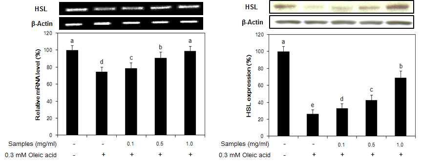 Effect of fermented liquid garlic(GF) on the expression of HSL mRNA and protein in oleic acid-induced hepatic steatosis model system using HepG2 cells.
