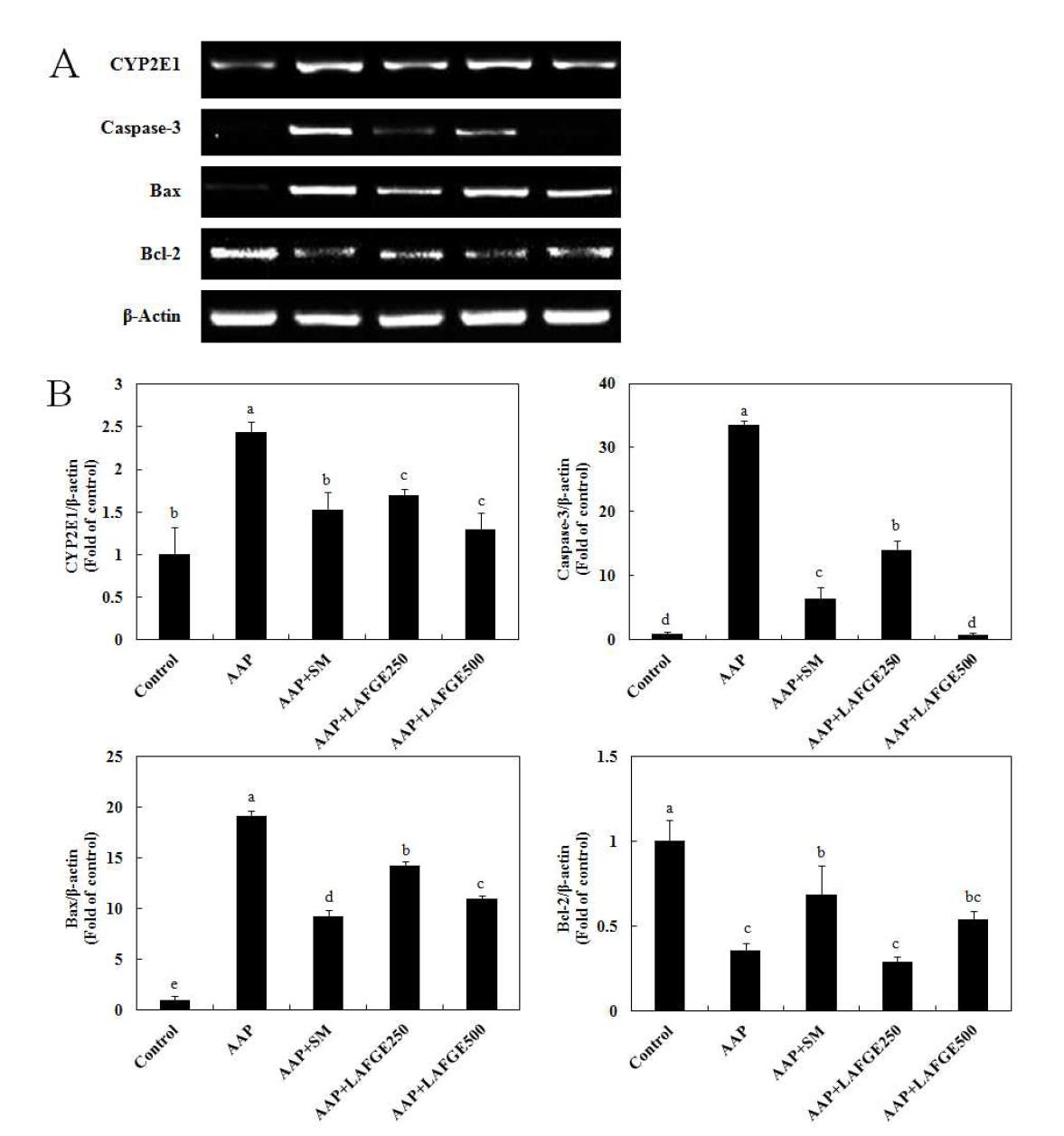 Effects of LAFGE on mRNA expression of CYP2E1, caspase-3, Bax, and Bcl-2 in acetaminophen-intoxicated rat liver.