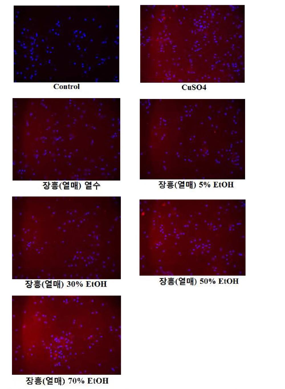 inhibitory effects of extracts from Hippophae rhamnoides against CuS〇4-induced HO-1express on primary cortex neuron cells (Jang-heung fruits).