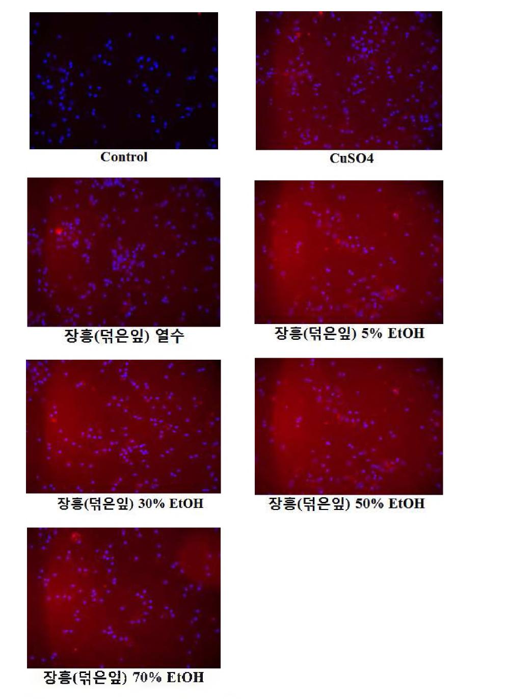 inhibitory effects of extracts from Hippophae rhamnoides against CuS〇4-induced HO-1express on primary cortex neuron cells (Jang-heung, heated leaves).