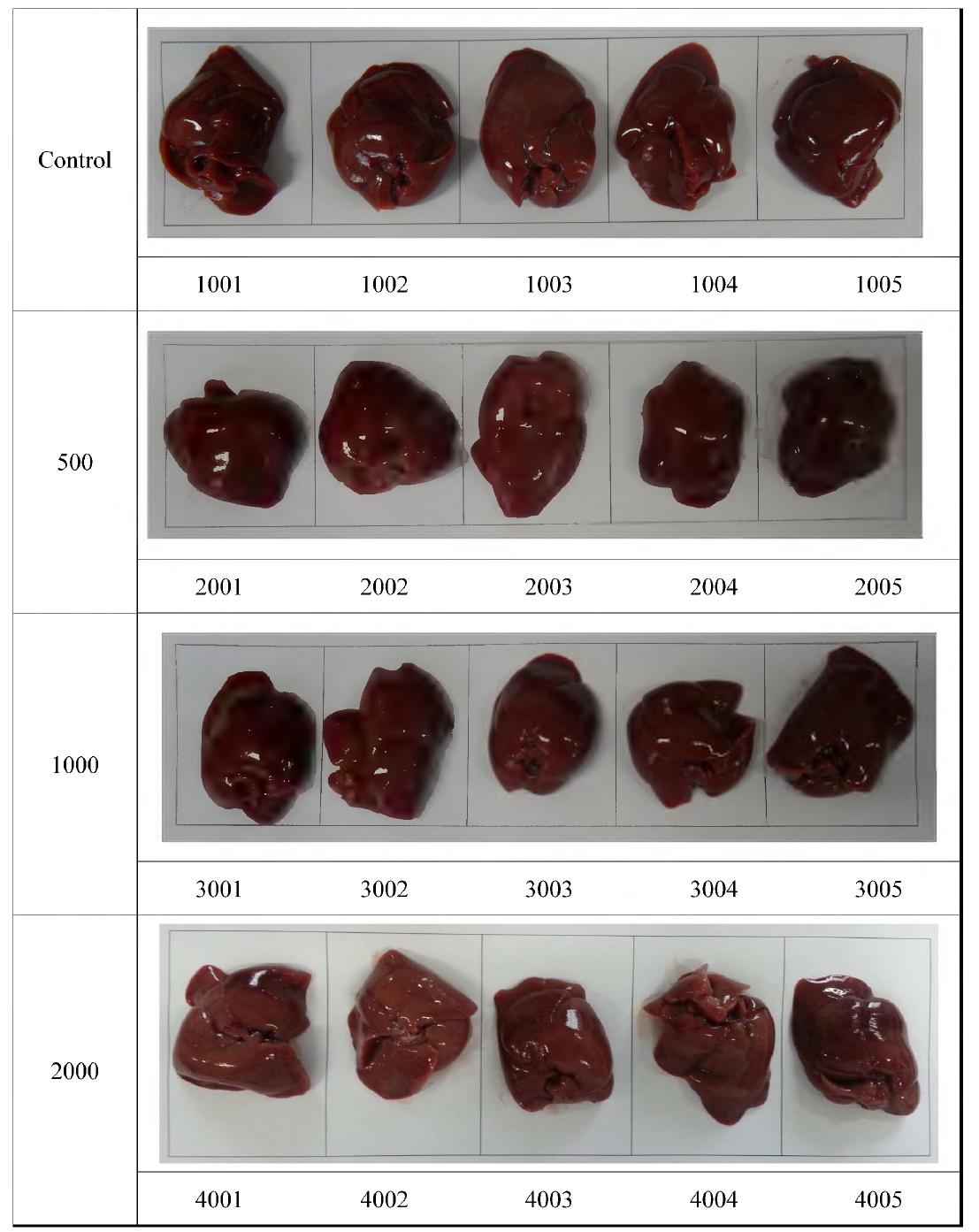 Appearance of liver in rats treated orally extracts from Hippophae rhamnoides