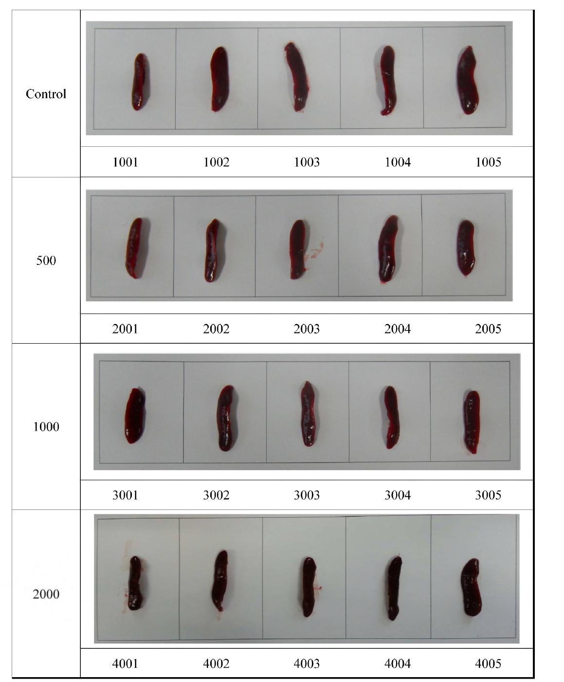 Appearance of spleen in rats treated orally extracts from Hippophae rhamnoides