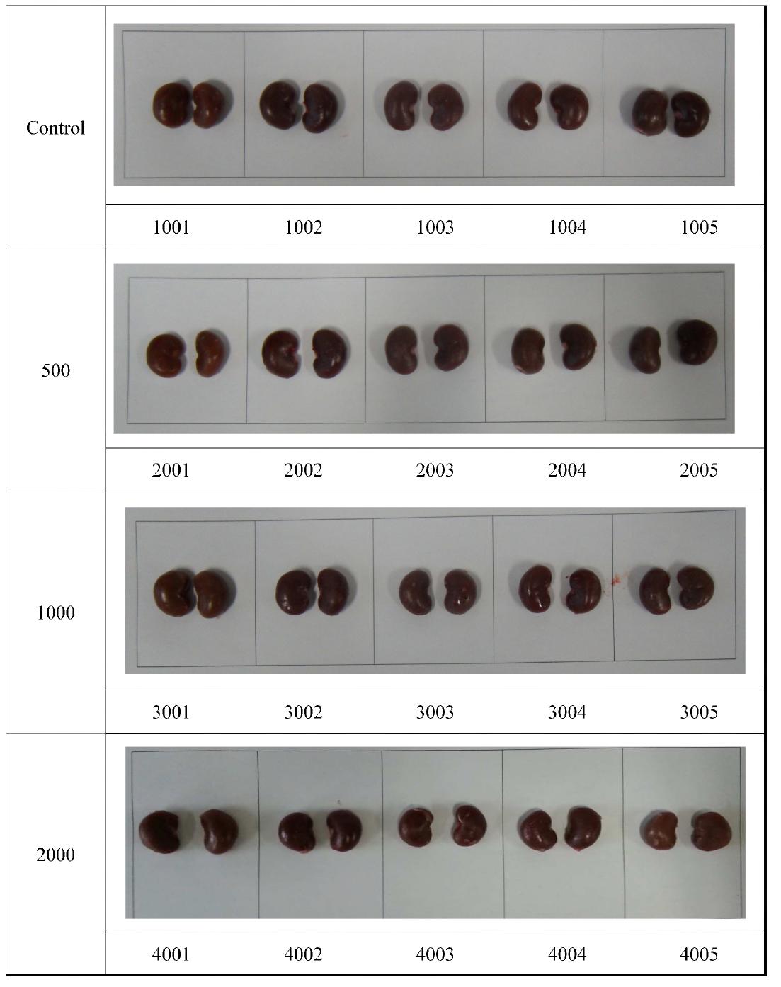 Appearance of kidney in rats treated orally extracts from Hippophae rhamnoides