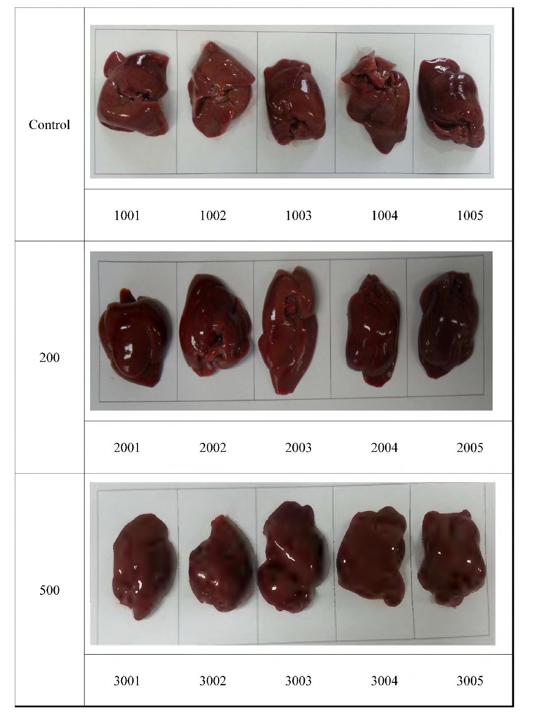 Appearance of liver in rats treated orally extracts from Hippophae rhamnoides
