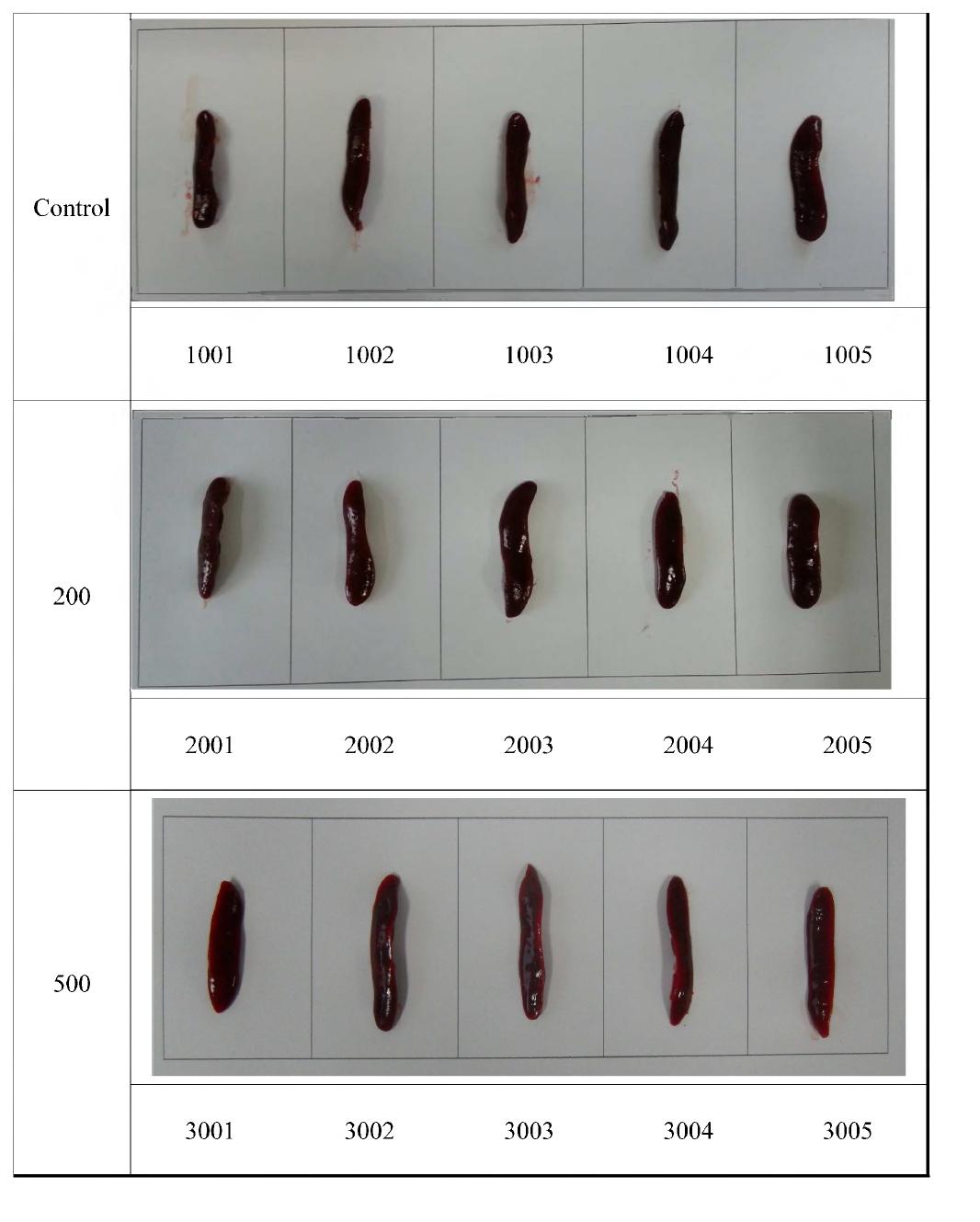 Appearance of spleen in rats treated orally extracts from Hippophae rhamnoides