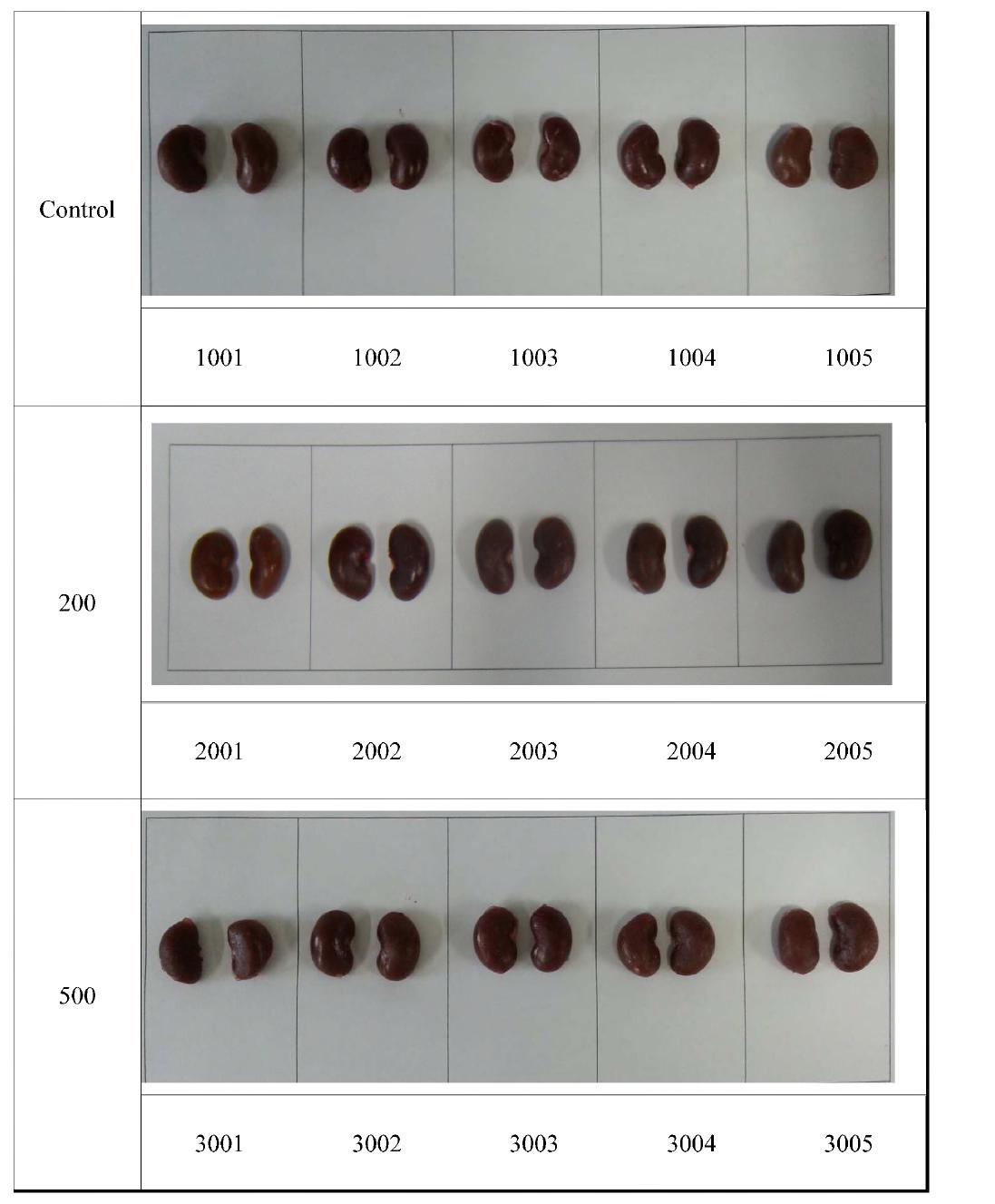 Appearance of kidney in rats treated orally extracts from Hippophae rhamnoides