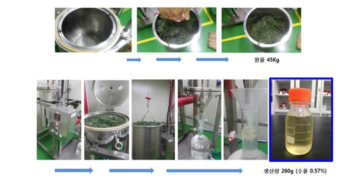 산업용스팀추출기를 활용한 잣나무 잎 정유 추출