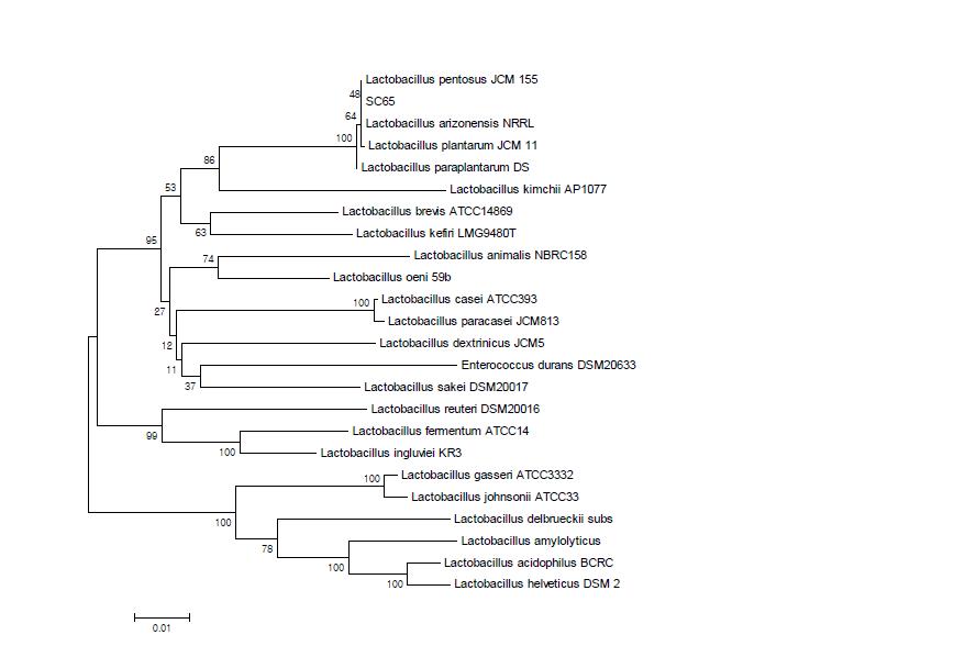 발아검정콩 발효 균주인 SC65의 phylogenetic tree.