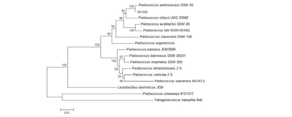 발아현미 발효 균주인 SP-024의 phylogenetic tree.
