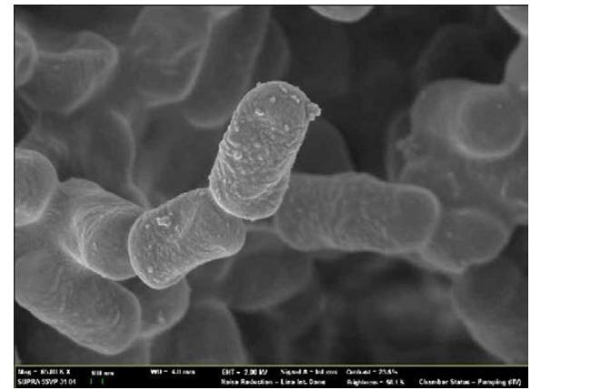 발아검정콩 발효균주로 선정된 L. pentosus SC65의 SEM 사진(×65,000).